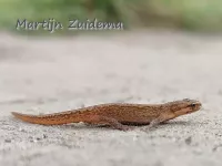 Kleine watersalamander [Lissotriton vulgaris]